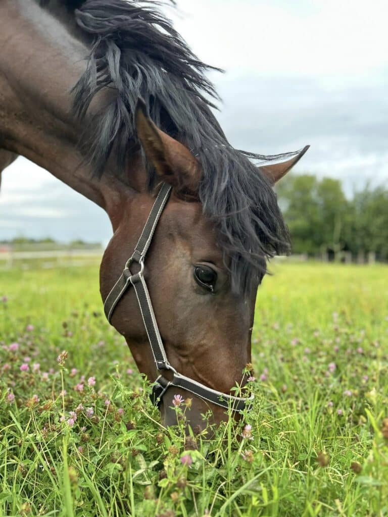 Egy ló legel a Keleti Lovas Központban