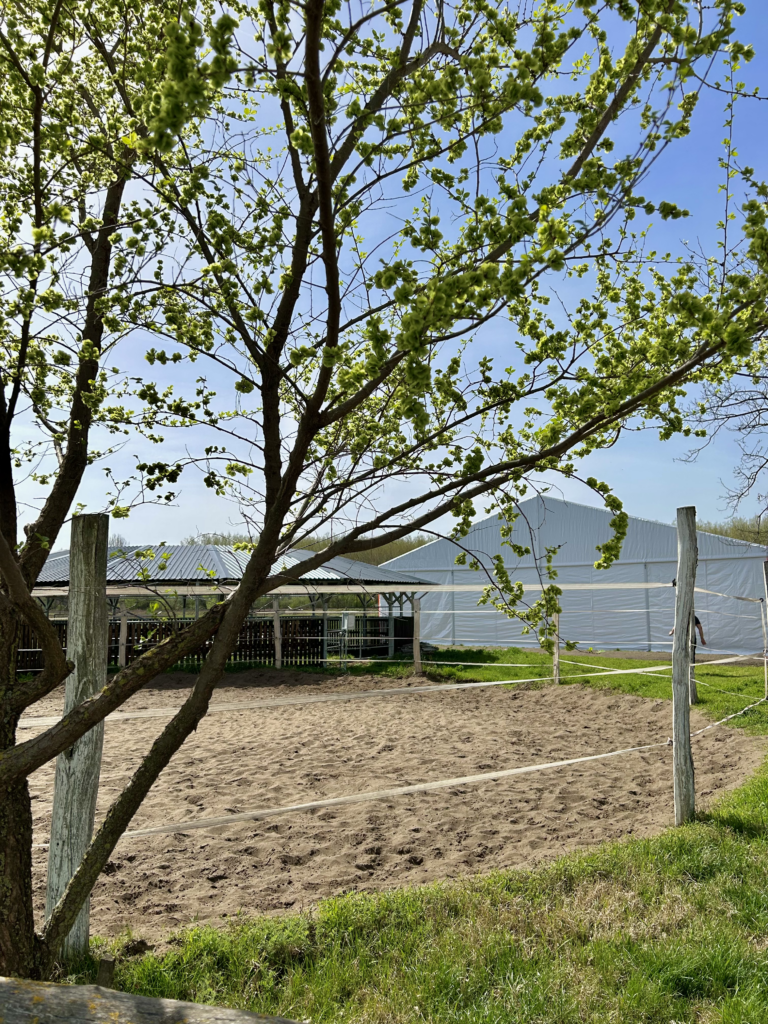 Tájkép a Keleti Lovas Központról, amin egy fa mögött látszódik a fedeles lovarda és a fedett jártatógép