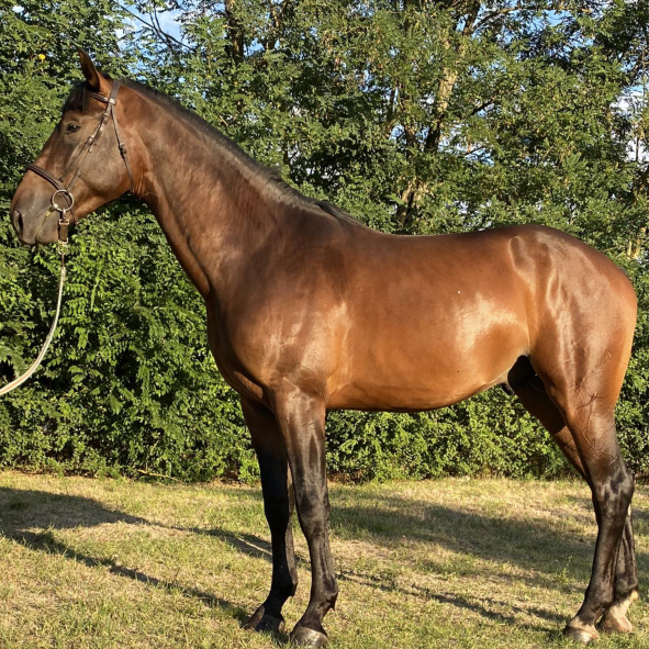 Egy ló áll a Keleti Lovas Központban