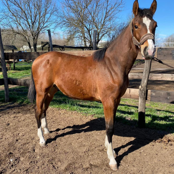 Egy pej ló áll a Keleti Lovas Központban