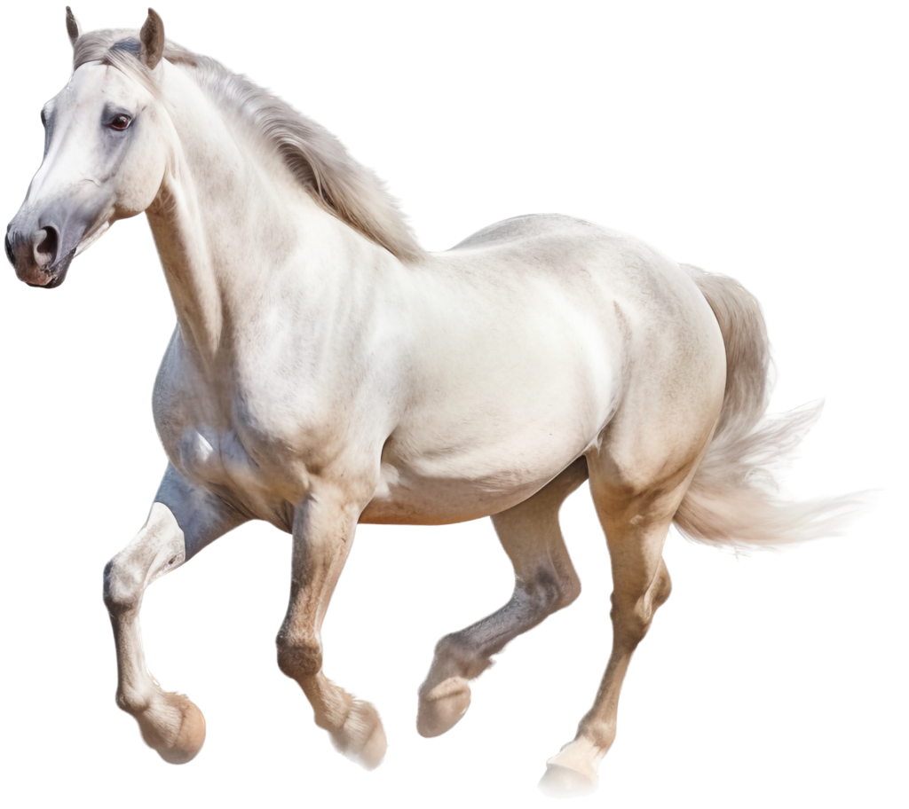 Egy fehér ló vágtázás közben